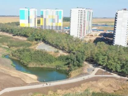 Могут быть опасными, не выбрасывать: эксперт о том, как правильно утилизировать новогодние ели