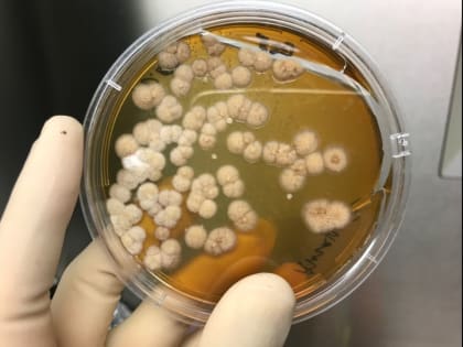 Условно-патогенный «Бог» - Протей