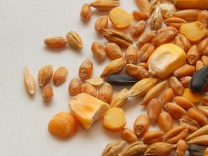 В Ростовской области в производство семян вложат 250 млн рублей