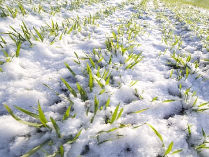 Ростовчане начали скупать загородные дома и участки