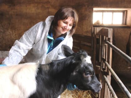 В Ростовской области против ящура вакцинировали более 400 тысяч животных