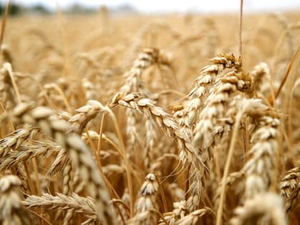 В Ростовской области почти остановился экспорт зерна