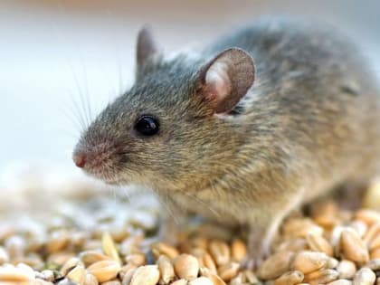 Мышей на полях стало много