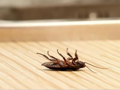 В Таганроге тараканы заставили задуматься о реконструкции БСМП