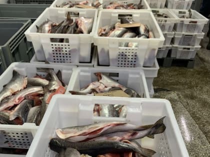 Более 790 млн рублей выделил предприятиям Дона Регфонд развития промышленности в 2022 году