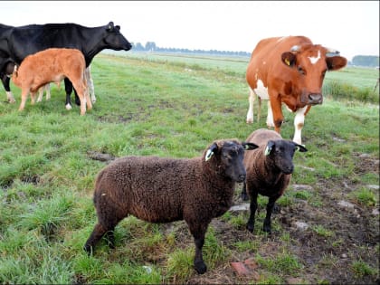 Ветеринарные врачи Ростовского референтного центра Россельхознадзора рассказали о трихофитии крупного рогатого скота