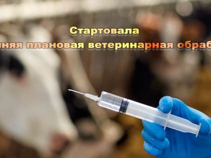 В Целинском районе начинается осенняя «диспансеризация» сельскохозяйственных животных