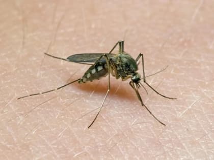 Что за комары в этом году в Ростове?