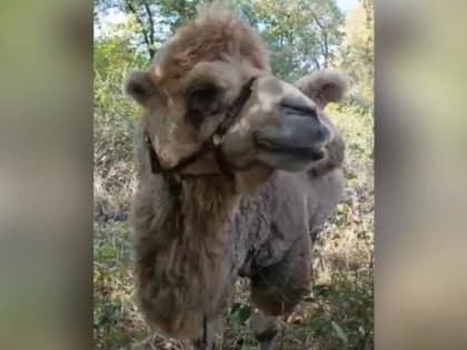 В Батайске покусанному верблюдом мужчине ампутировали руку