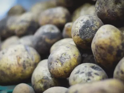 Картофель подорожал в два раза на один год в Ростовской области