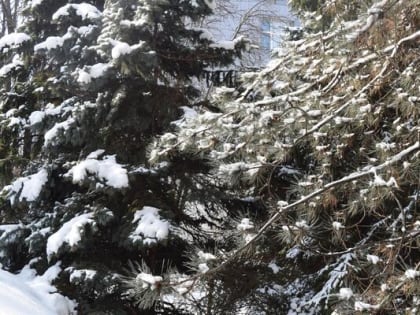 Начало масленичной недели принесет шахтинцам снег с дождем