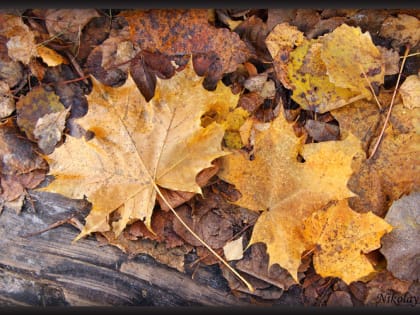 Причиной эпидемии аллергических заболеваний в Ростове может быть неубранная опавшая листва