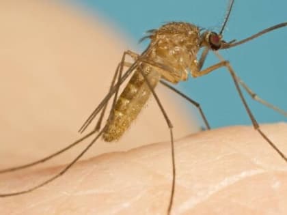 В соседнем Цимлянском районе зафиксирован случай заболевания лихорадкой Западного Нила