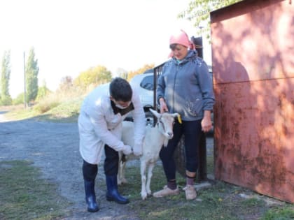 В Ростовской области проходят массовые ветеринарные обработки сельхозживотных и птицы