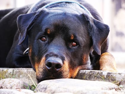 Ветеринарные врачи Ростовского референтного центра Россельхознадзора рассказали о чумке собак