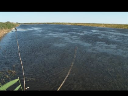 2 миллиона мальков ценной рыбы выпустили в Цимлянское море