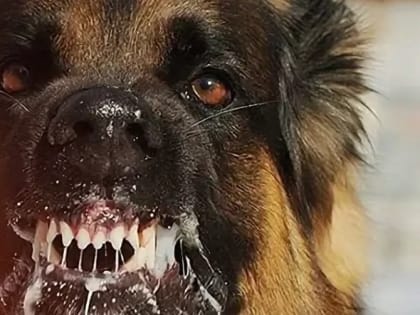 Бешенство неизлечимо, но болезнь можно предупредить!