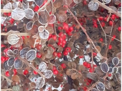 В Шахтах будет ветрено и прохладно
