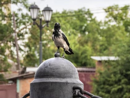 Погода в Таганроге 10 июля: облачно, +36°, без осадков и сильного ветра