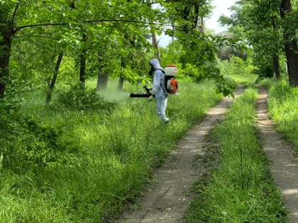 На Дону выявлены клещи-разносчики боррелиоза
