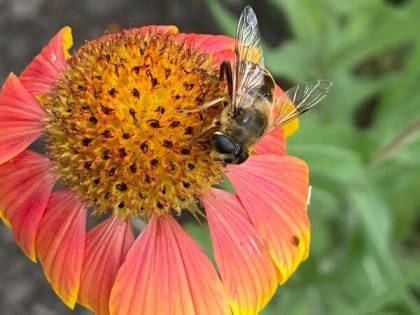 Дожди и долгожданную прохладу обещают шахтинцам