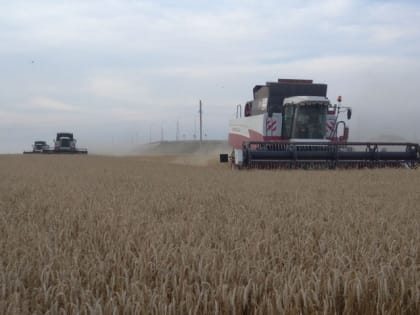 В РОСТОВСКОЙ ОБЛАСТИ ЗЕРНОУБОРОЧНАЯ КАМПАНИЯ БЛИЗИТСЯ К ЗАВЕРШЕНИЮ, НЕСМОТРЯ НА ОБИЛЬНЫЕ ОСАДКИ