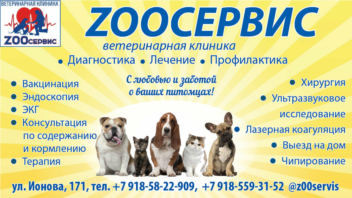 Zoo сервис, зоомагазин, ул. Гугкаева, 31, Владикавказ - Яндекс Карты