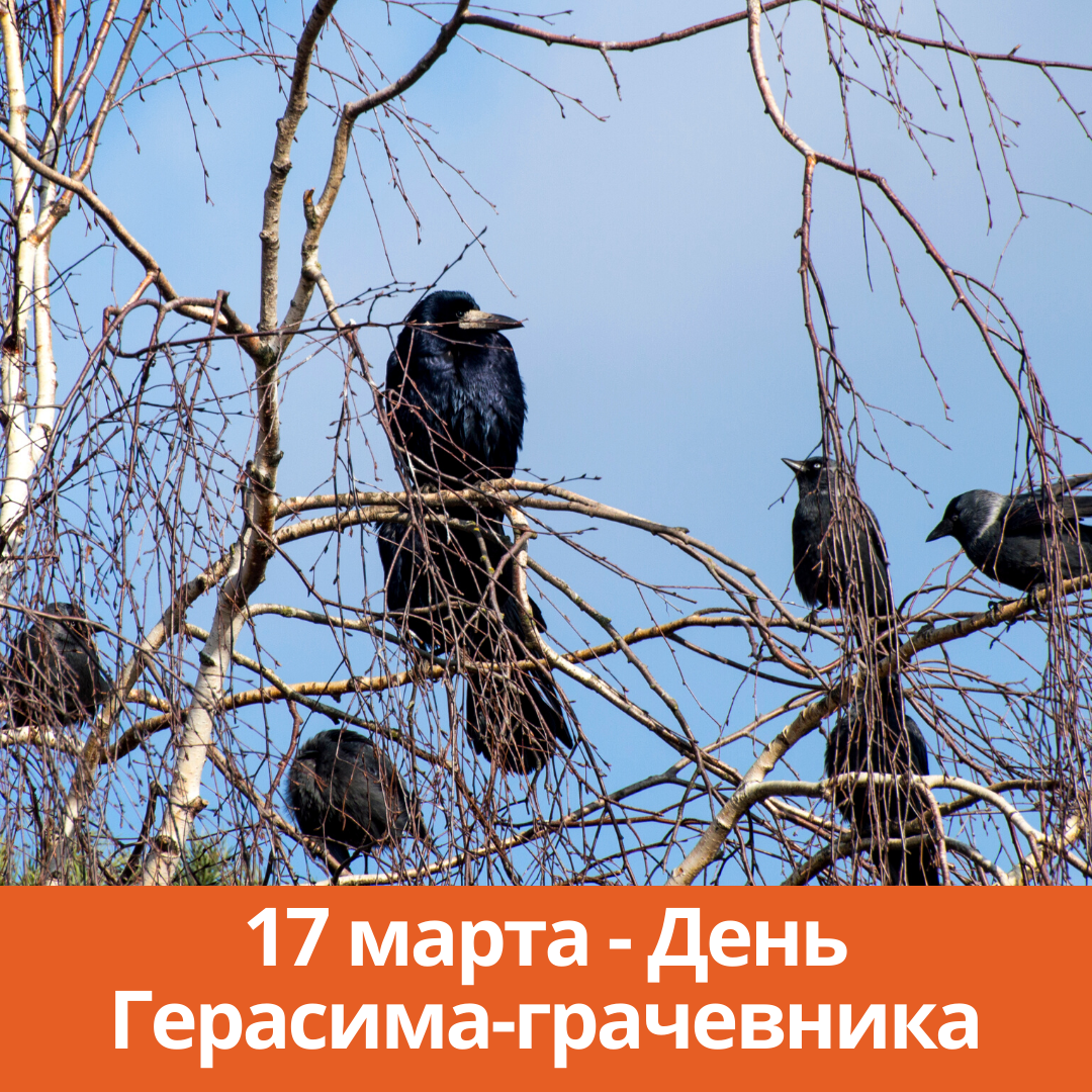 День герасима. День Герасима грачевника. 17 Марта – Герасим-грачевника. 17 Марта день Грача. Грачевник 2022.