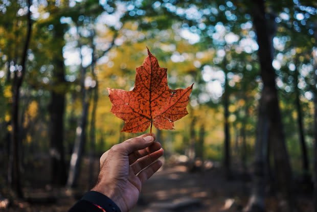 a maple leaf