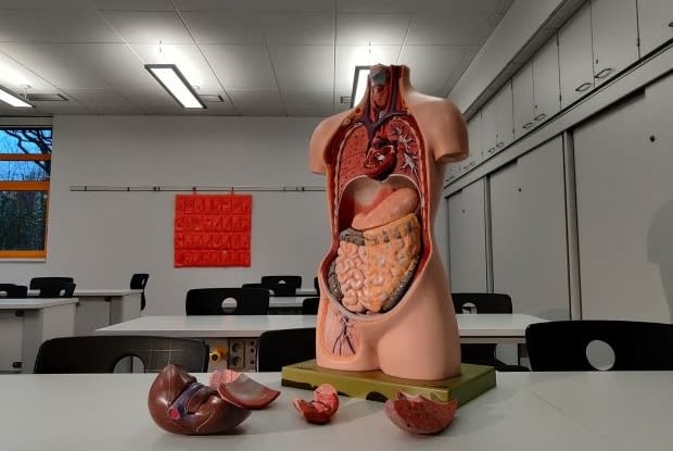 a plastic model of the human torso