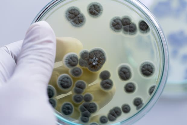 a petri dish with penicillin microbes