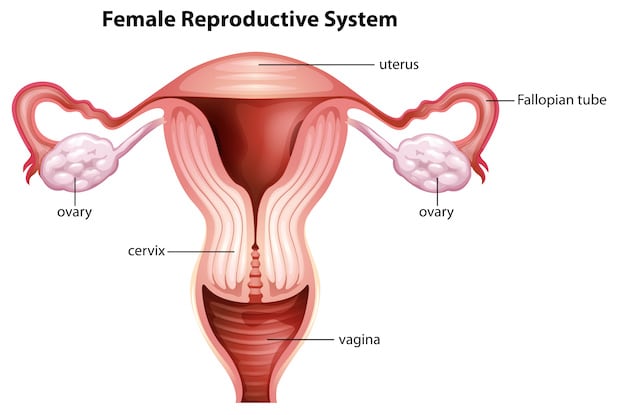 a diagram of the ovaries