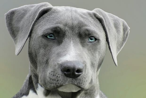 a gray pitbull looking at the camera