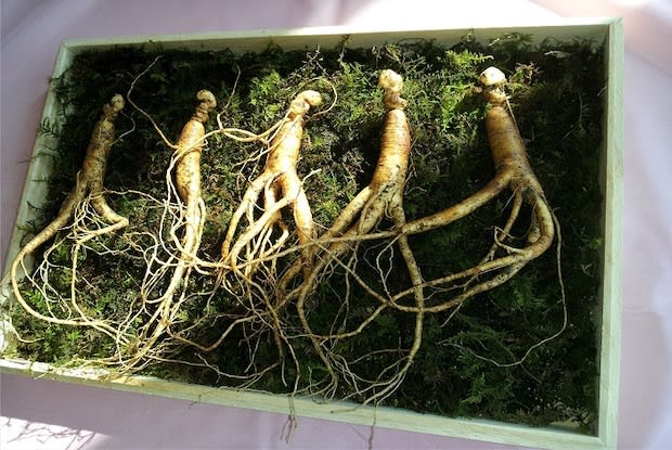 Five ginseng root plants