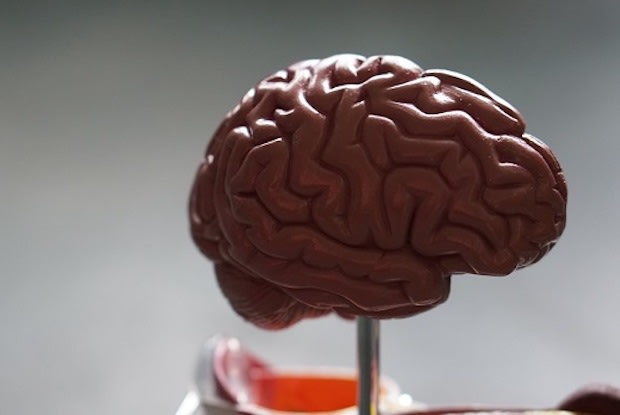 a model of the brain