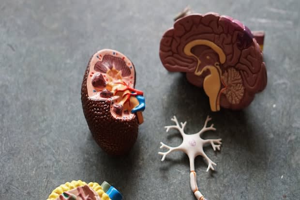 a diorama of a kidney and brain