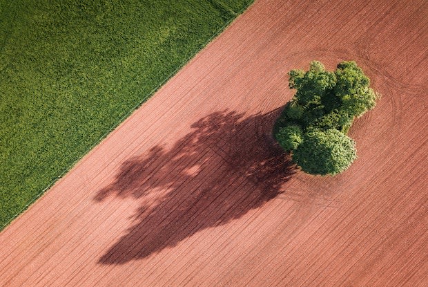 a tree and its extended shade