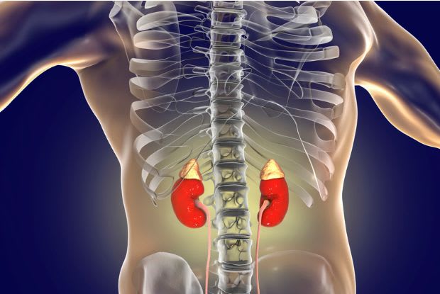 anatomy of the kidneys