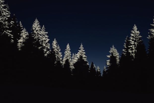 Snowy trees silhouetted on a dark night