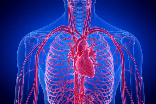 an animation of the cardiovascular system