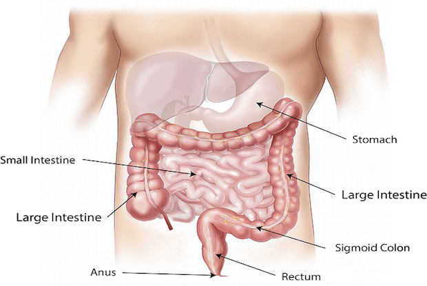 a diagram of the intestinal system