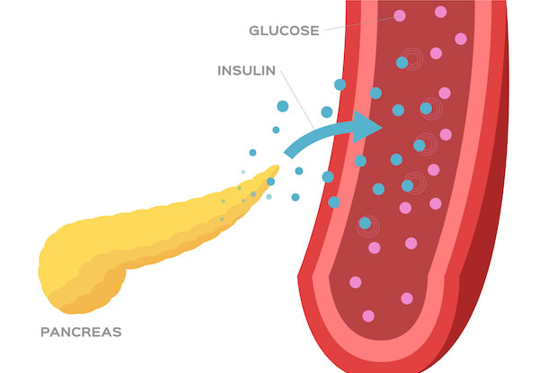 a drawing of the pancreas interacting with insulin