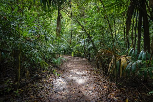 a trail in a dense jungle setting