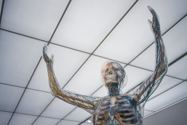 a skeleton displaying the nervous system