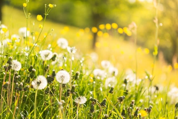 dandelions in a field