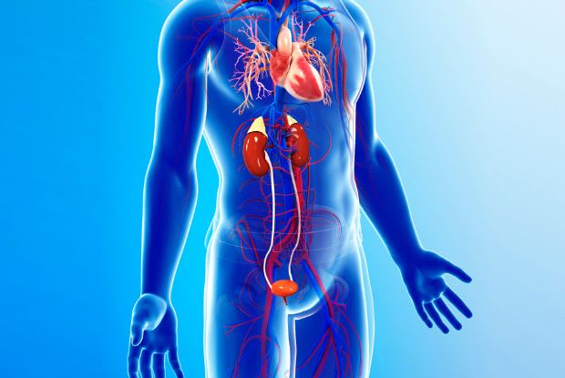 illustration of the heart, kidneys, and circulatory system