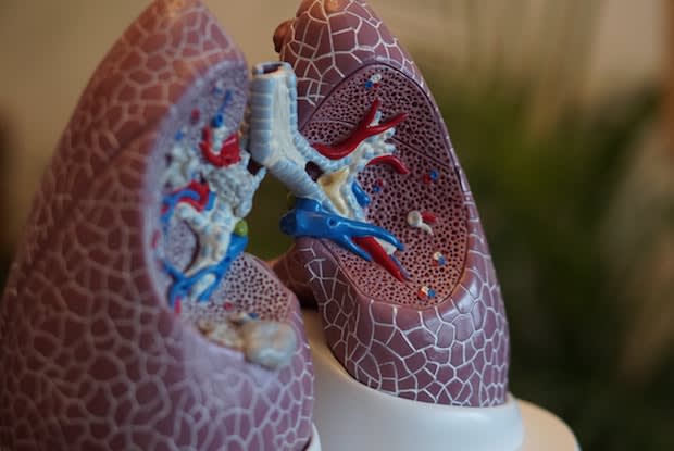 a model of the lungs