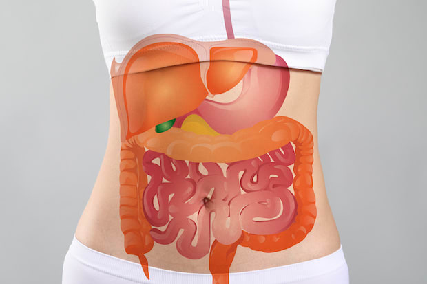 anatomy of digestive system overlayed on a person