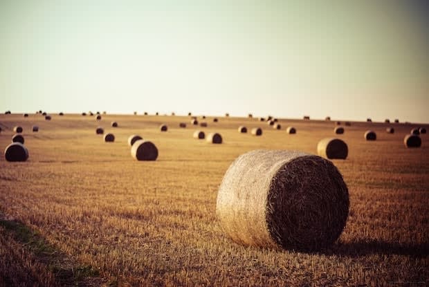 hay bales in a field