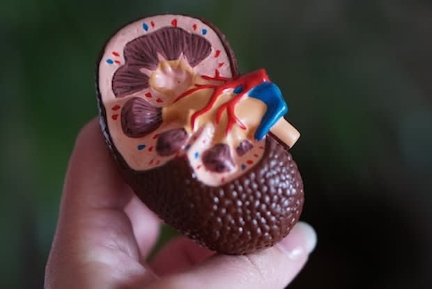 A hand holding a plastic model of a kidney